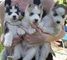 Los cachorros Siberian Husky saludable - Foto 1
