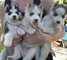 Los cachorros siberian husky saludable