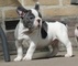 Muy agradable y social Cachorro Bulldog Francés - Foto 1