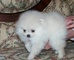 Pomerania cachorros para un hogar amoroso