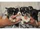 Preciosos chihuahuas machos y hembras en adopcion con garantia - Foto 1