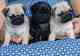 Pug cachorros listos