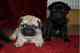 Pug cachorros macho y hembra