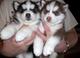 Regalo de hermosos cachorros de siberian husky