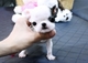 Regalo preciosos machitos y hembra de bulldog frances