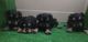 Schnauzers miniatura, cachorros color negro y plata - Foto 1