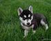 Siberian husky cachorro