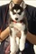 Siberian husky puppies for sale