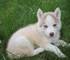 Tratados cachorros Siberian Husky - Foto 1