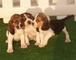 Beagle para la adopcion - Foto 1