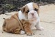 Bulldog para la adopción