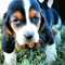 Cachorros Sobresaliente Basset Hound - Foto 1