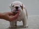 Hermosos cachorros Bulldog Inglés - Foto 1