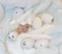 Huevos fértiles de loros y bebés loro para la venta - Foto 1