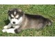 Pendientes cachorros alaskan malamute para adopción
