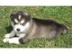 Pendientes cachorros alaskan malamute para adopción