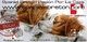 Spaniels Breton Cachorros - Foto 1