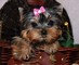 Tenemos 2 yorkie cachorros cachorros disponibles