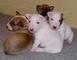 Adorables cachorros bull terrier para regalo libre