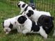 Bulldog frances en adopcion Muy cariñoso - Foto 1