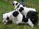 Bulldog frances hembras negras,atigradas y fawn