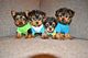 Cachorros yorkshire mini toy - Foto 1