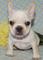Excelente buldog frances