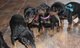 Hermosos cachorros Doberman Pincher disponibles - Foto 1