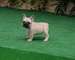 Hola vendo cachorros de bulldog frances machos y hembras