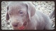 Preciosos cachorros de weimaraner - Foto 1