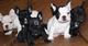 Regalo Bulldog francés cachorros - Foto 1