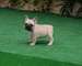 Regalo bulldog Frances Variedad de Cachorros Preciosos - Foto 1
