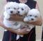 Regalo cachorros de Bichón Maltés - Foto 1