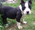 Cachorros American Pit Bull Terrier - Foto 1