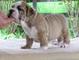 Encanto extra! picardias! los cachorros bulldog inglés para libr