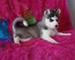 Husky siberiano cachorros para su adopción - Foto 1
