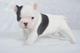 Mini juguete cachorros de bulldog francés para la adopción libre