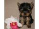 Adorables cachorros de yorkshire terrier