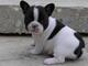 Bulldog Frances de 2 meses - Foto 1