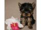 Lindo yorkshire terrier cachorro para adopción