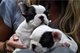 Magnifica camada mini bulldog frances