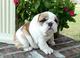 Regalo macho y Hembra cachorros Bulldog Ingles - Foto 1