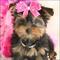 Yorkshire terrier cachorros eccezionale en libre