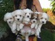 Cachorros de raza coton de tuléar - Foto 1
