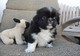 Cute puppies pekingese