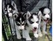 Regalo cachorros husky macho y hembra para la adopción - Foto 1