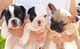 Regalo lindo mini toy bulldog frances cachorros - Foto 1