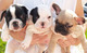 Regalo lindo mini toy bulldog frances cachorros