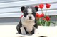 Cachorros azul boston terrier (macho) para la adopción