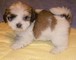 Cachorros lhasa apso venta